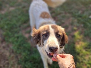 1f02181a-1b17-4966-a022-089026f630ad