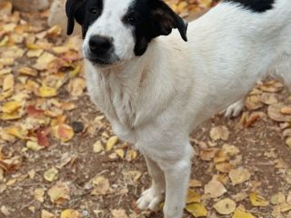 c26822f3-bde1-4bcc-bef5-23ad14b35266