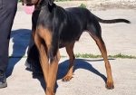 Kostas