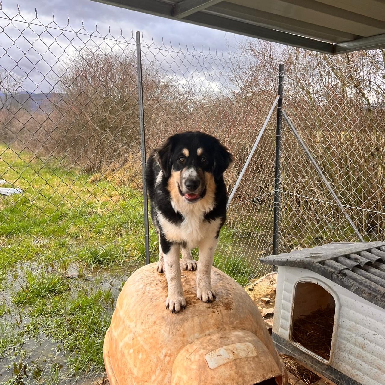 Bubu