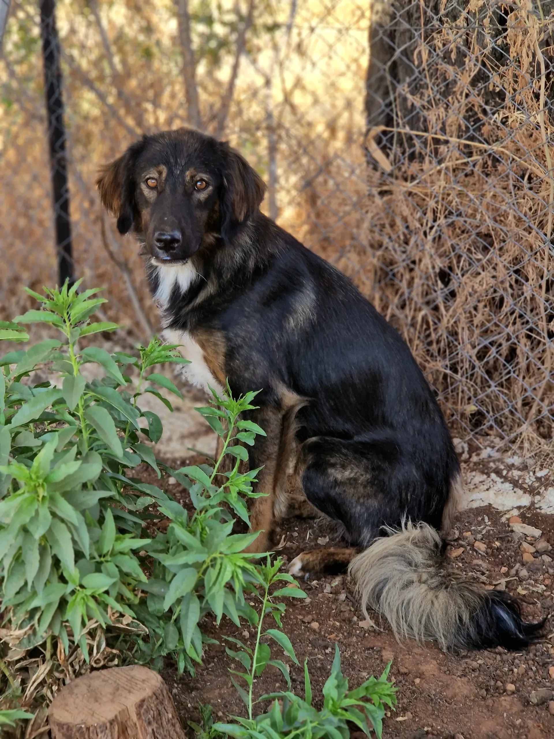 Mowgli
