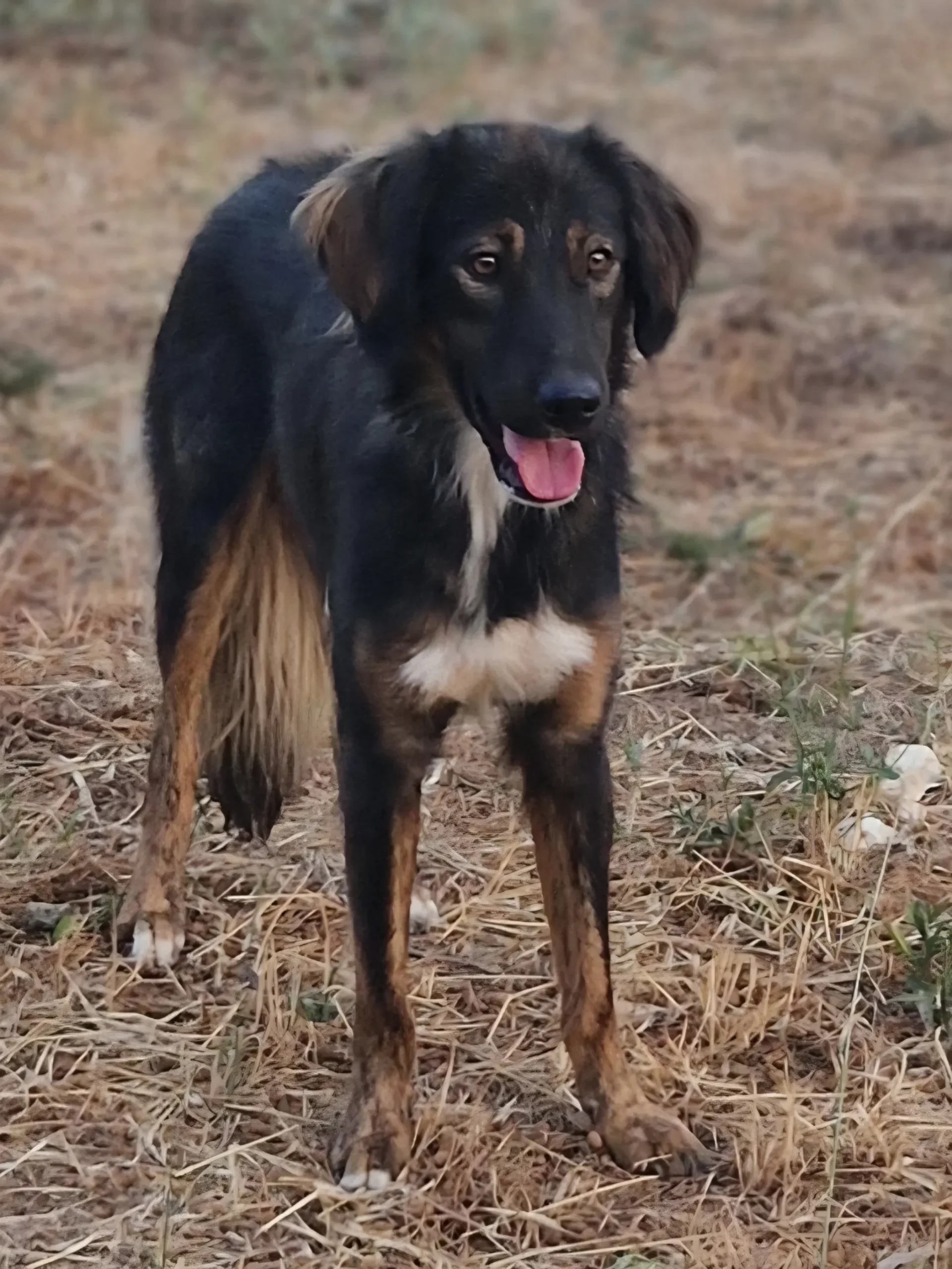 Mowgli