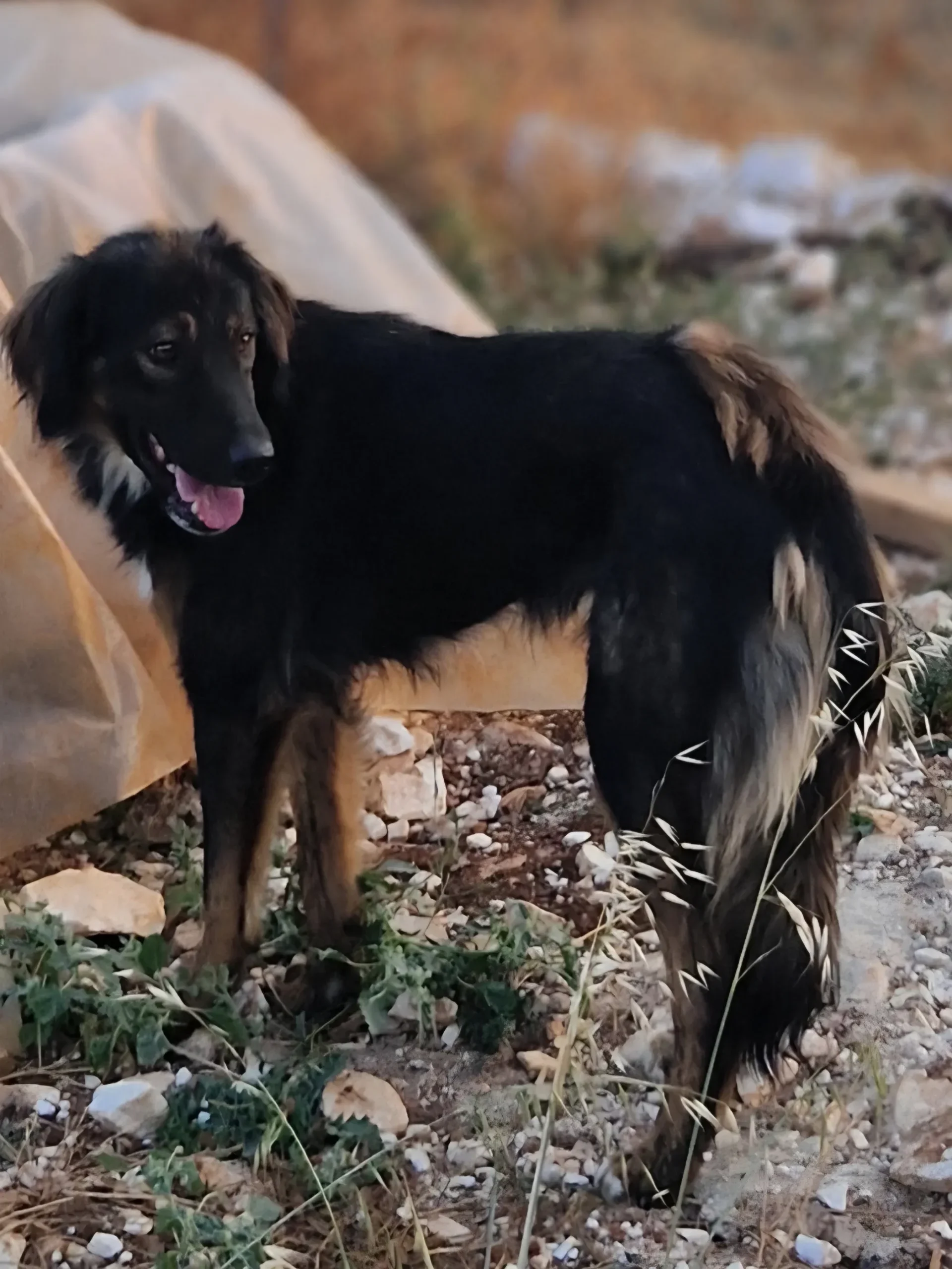 Mowgli