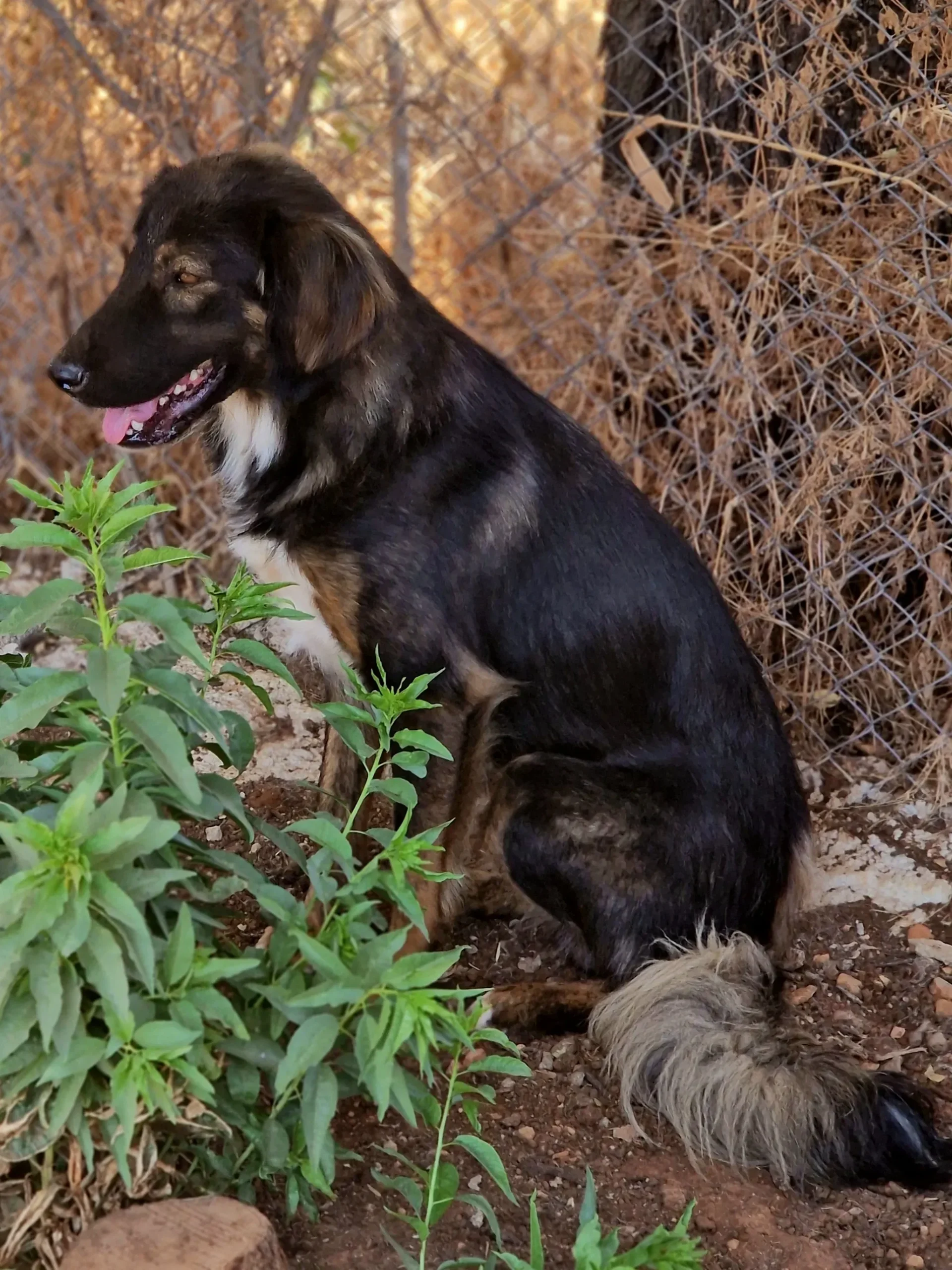 Mowgli