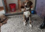 Melita