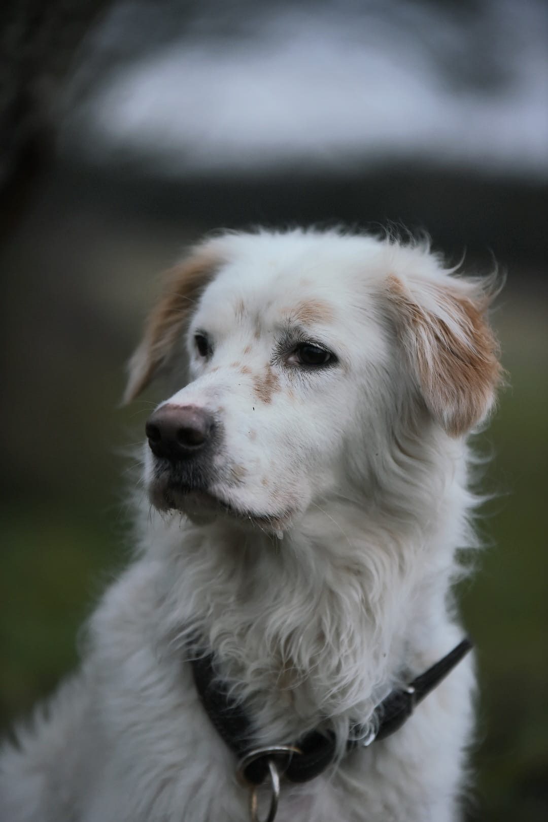 Meinen ”Meikku” (Suomessa)