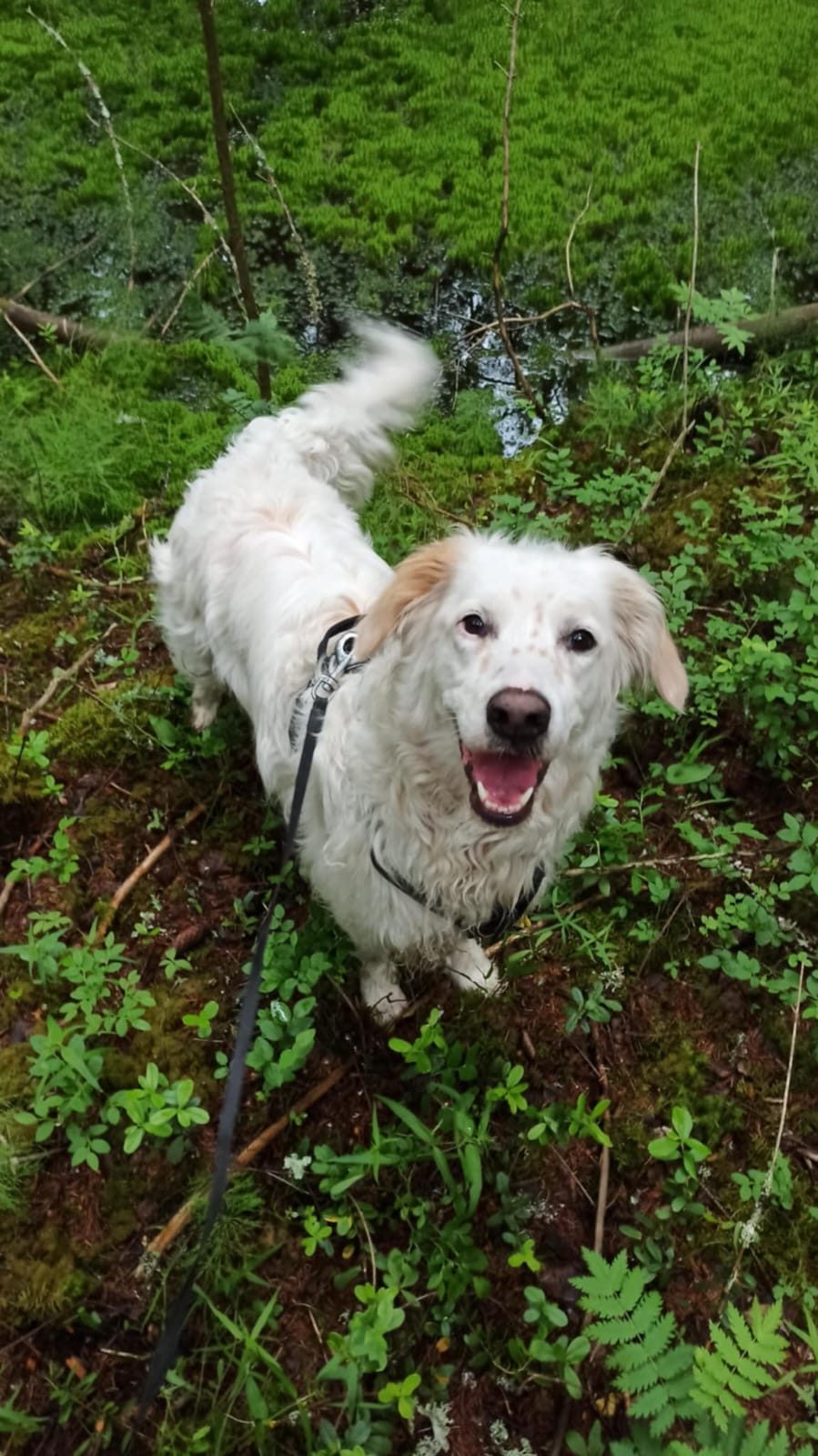 Meinen ”Meikku” (Suomessa)