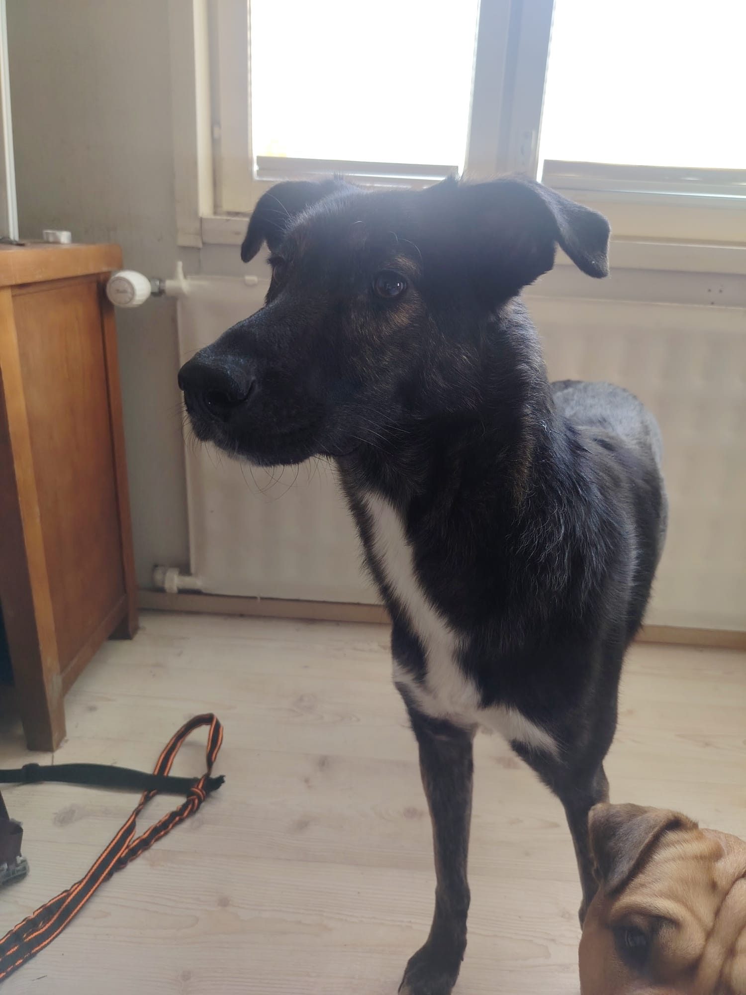 Shiny /Prim (Suomessa)