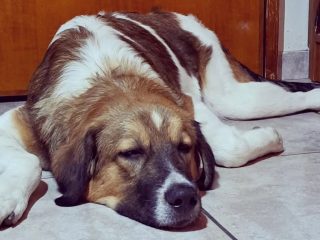 a17ed529-d9ba-4adf-b0bb-dcc54a845d82