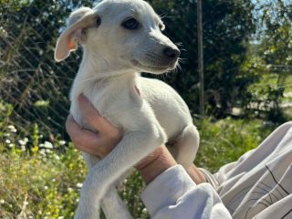 5d568a61-472c-46a1-a6ca-cb45e18c6000