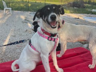 DDA7AF44-BC38-4D21-87E8-53E7DE1CCC59