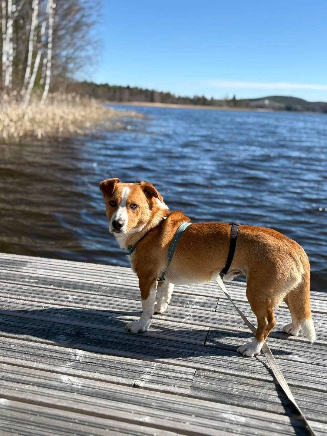 Diego/Kimmo (Suomessa)