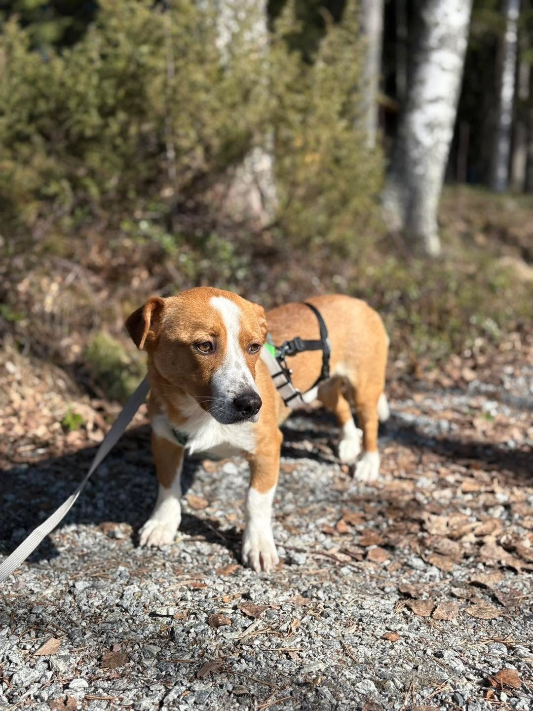 Diego/Kimmo (Suomessa)