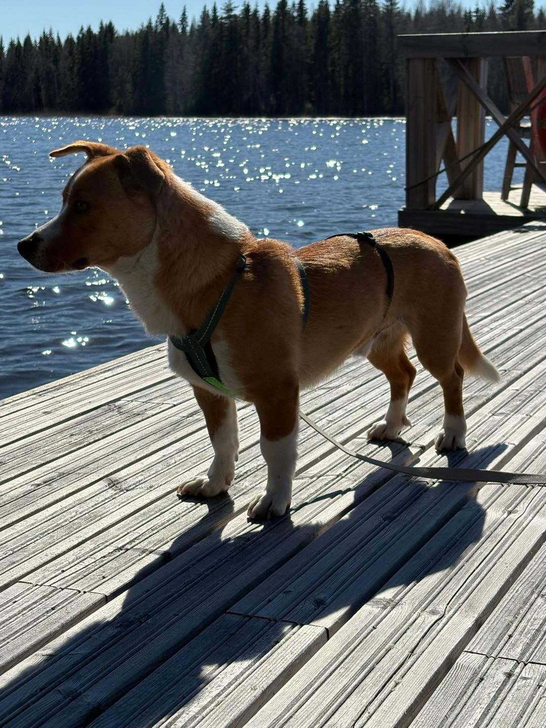 Diego/Kimmo (Suomessa)