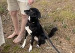 Nala/Kira (keskikokoinen, Suomessa)