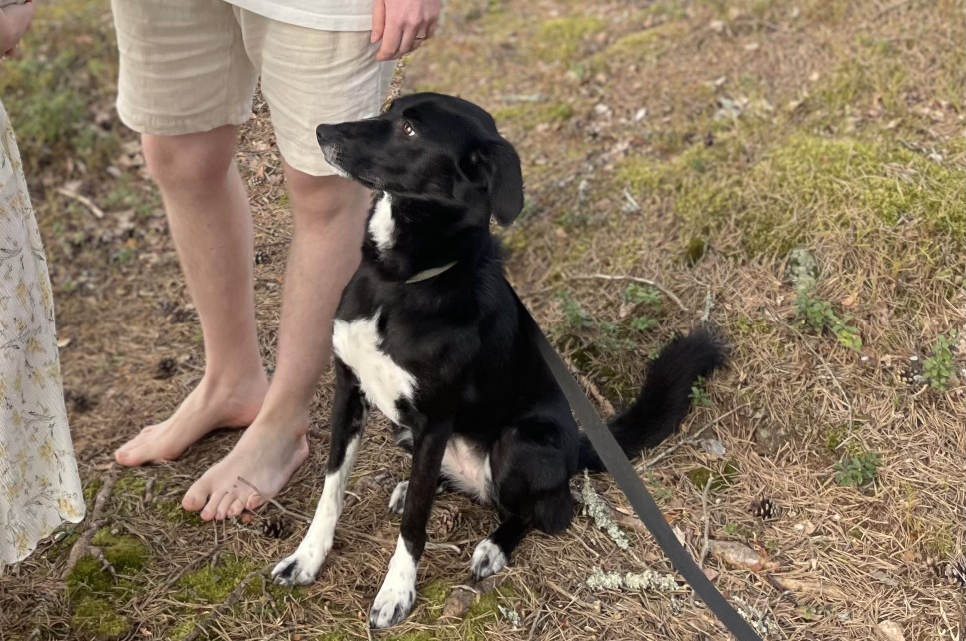 Nala/Kira (keskikokoinen, Suomessa)