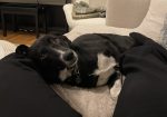 Nala/Kira (keskikokoinen, Suomessa)