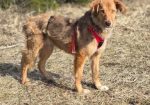 Danai (Suomessa)
