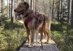 Danai (Suomessa)