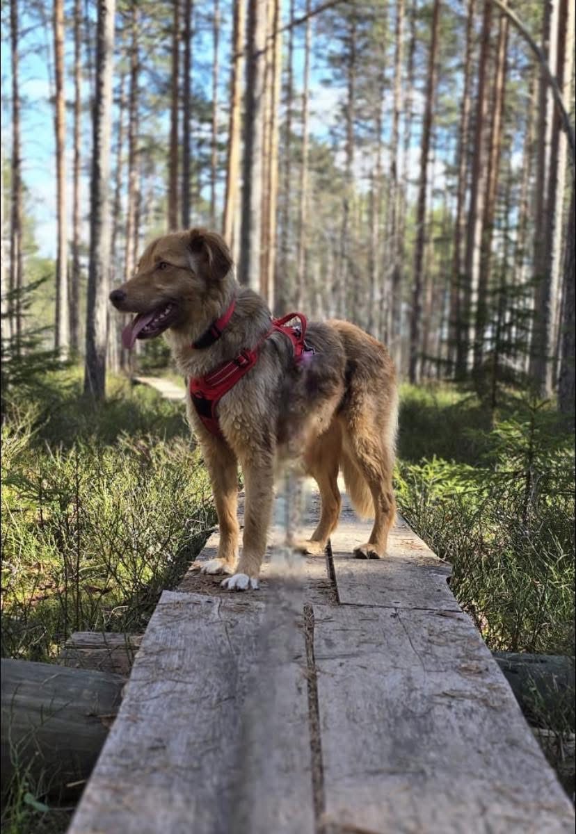 Danai (Suomessa)