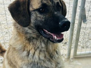 Messenger_creation_802041D1-D73B-47E5-9FD5-4FDE2411CDEB