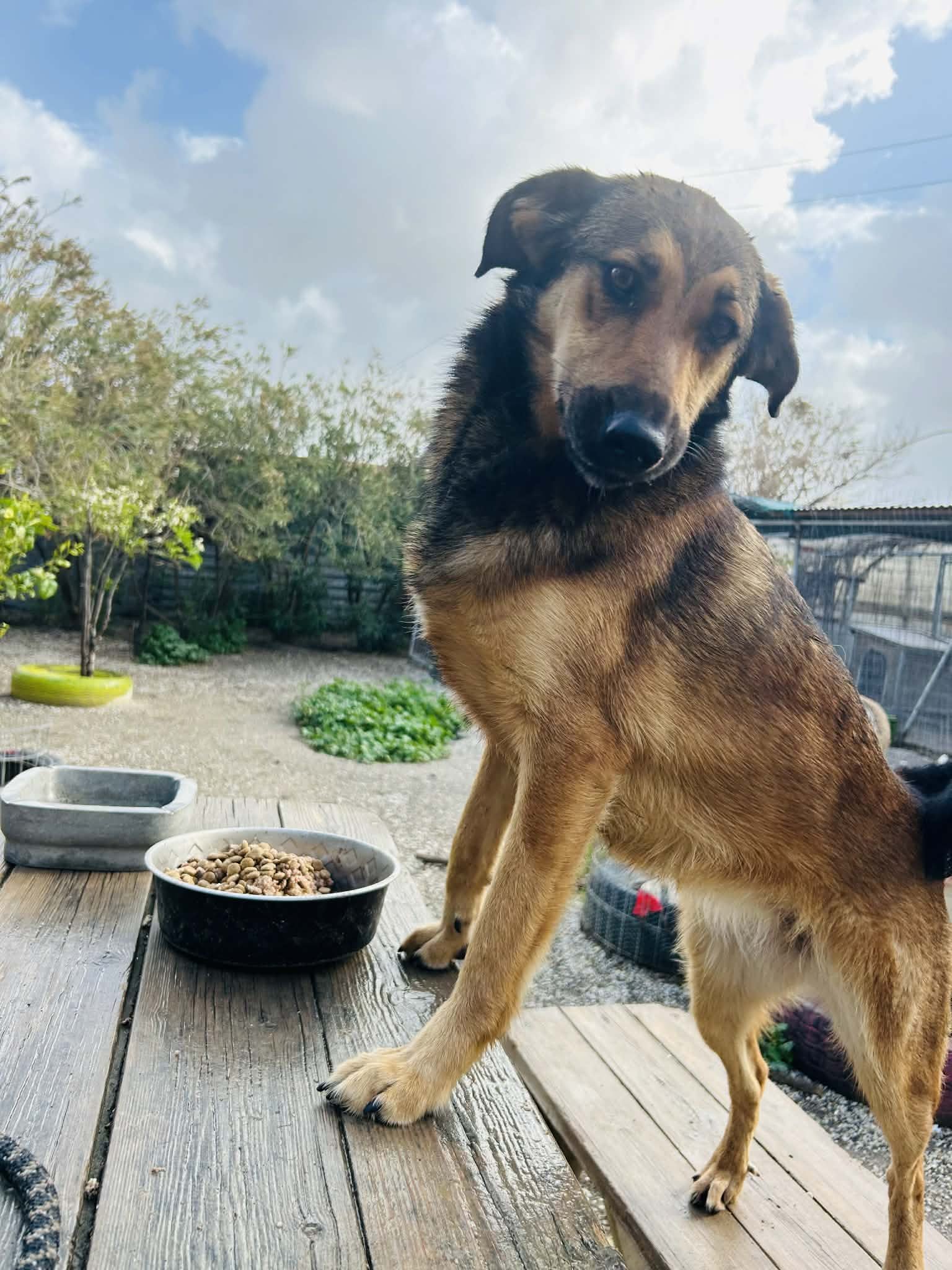 Cara