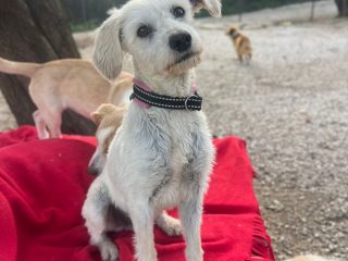 b1725c70-e48b-405a-90ce-75539bd5eadc