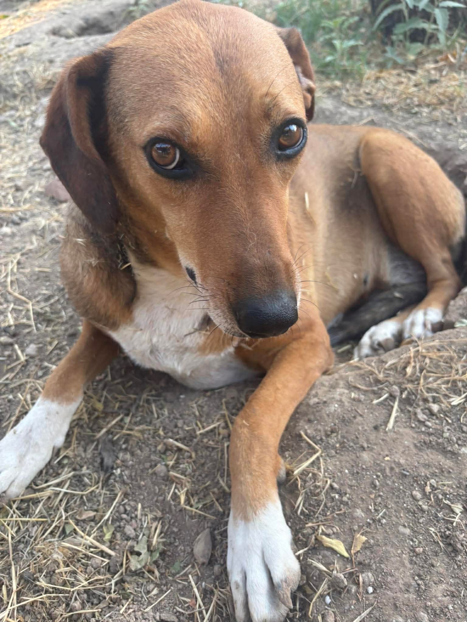 Sandy