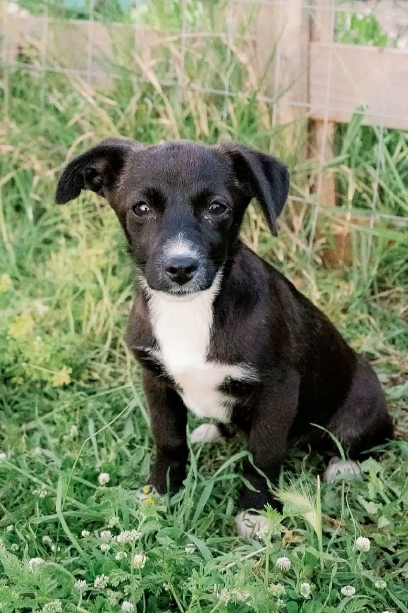 Kalia