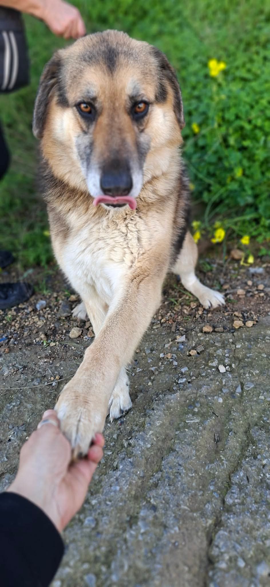 Elpida