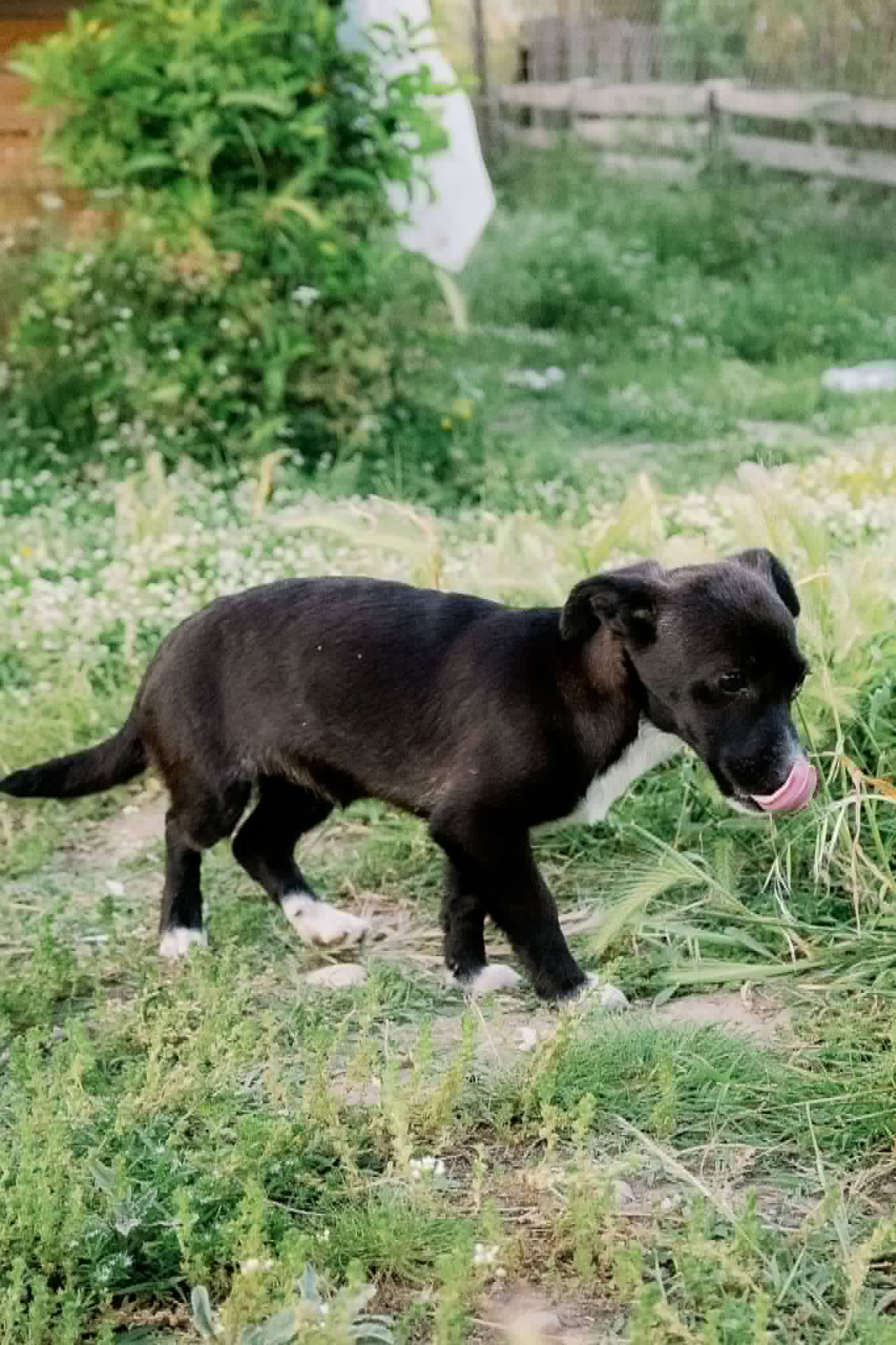 Kalia