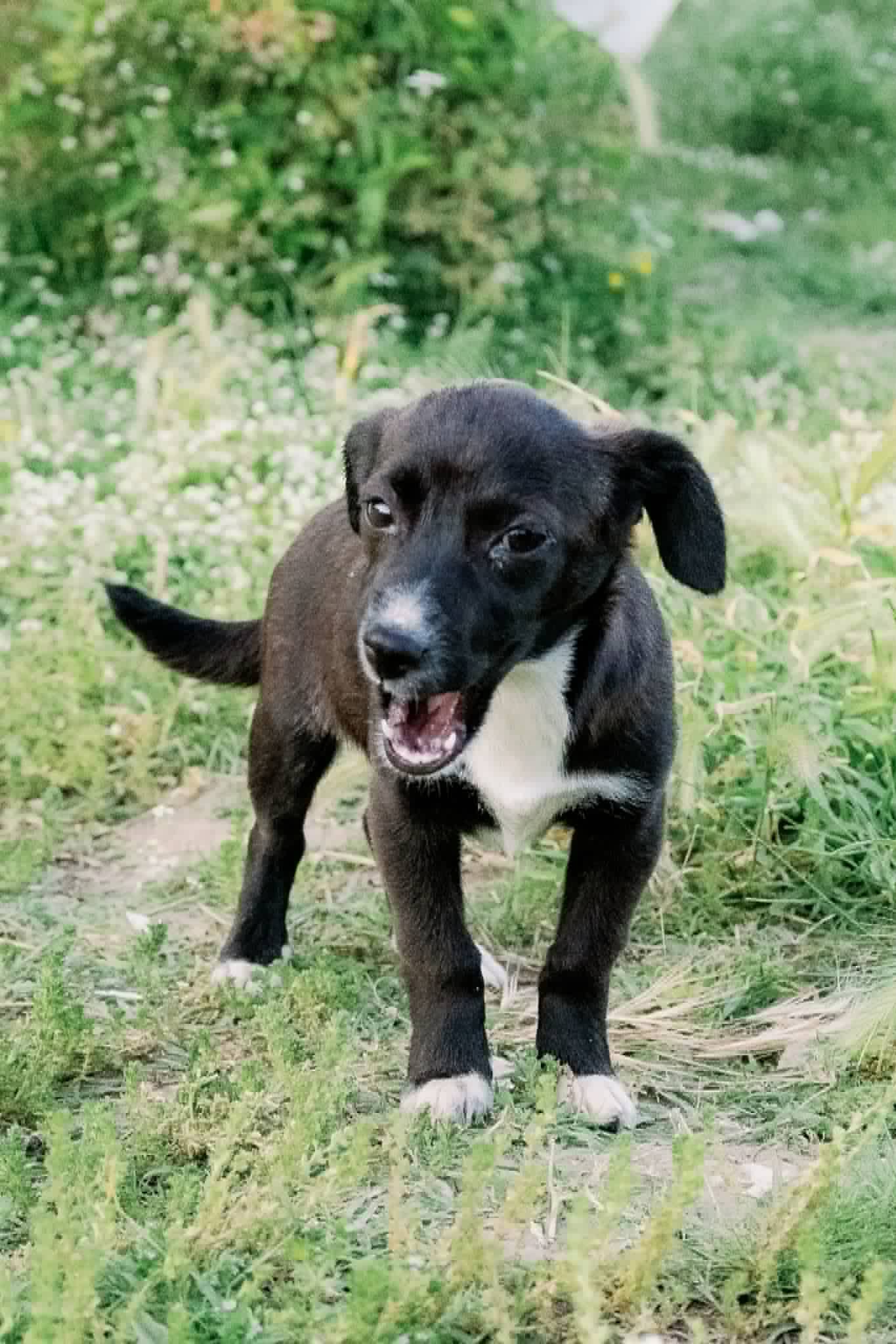 Kalia