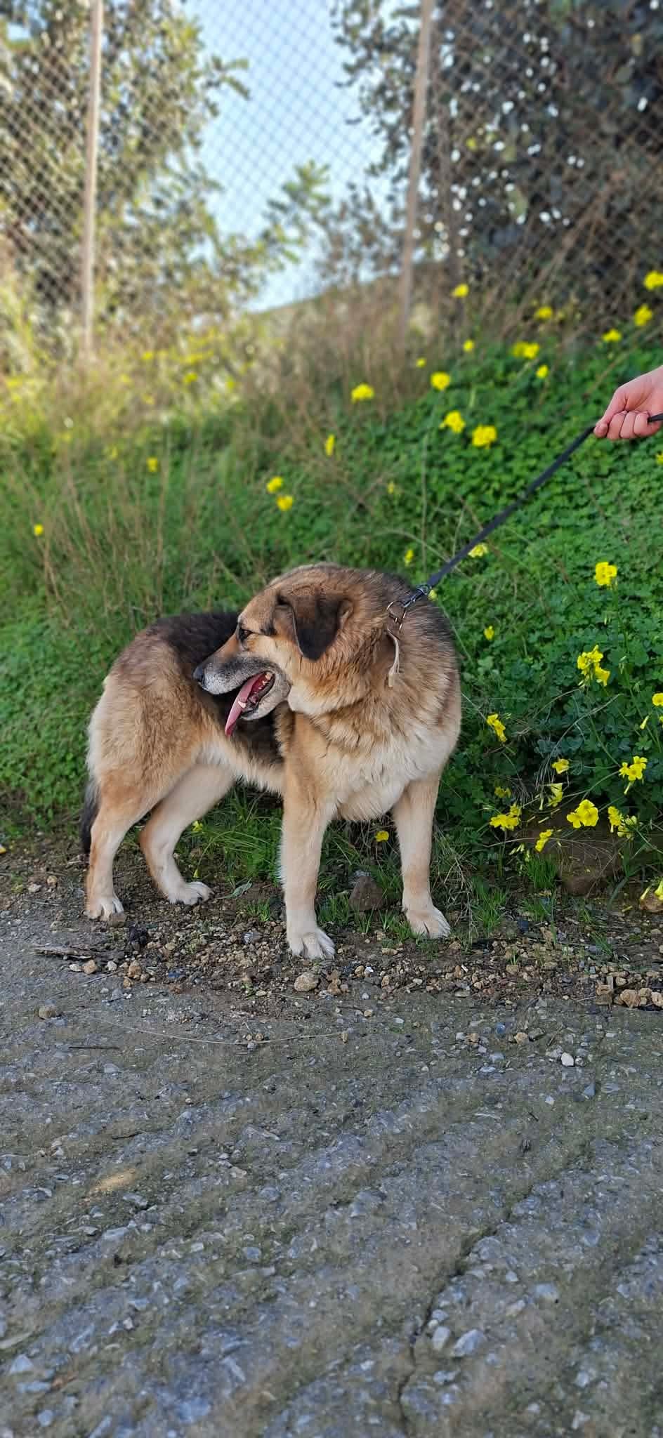 Elpida