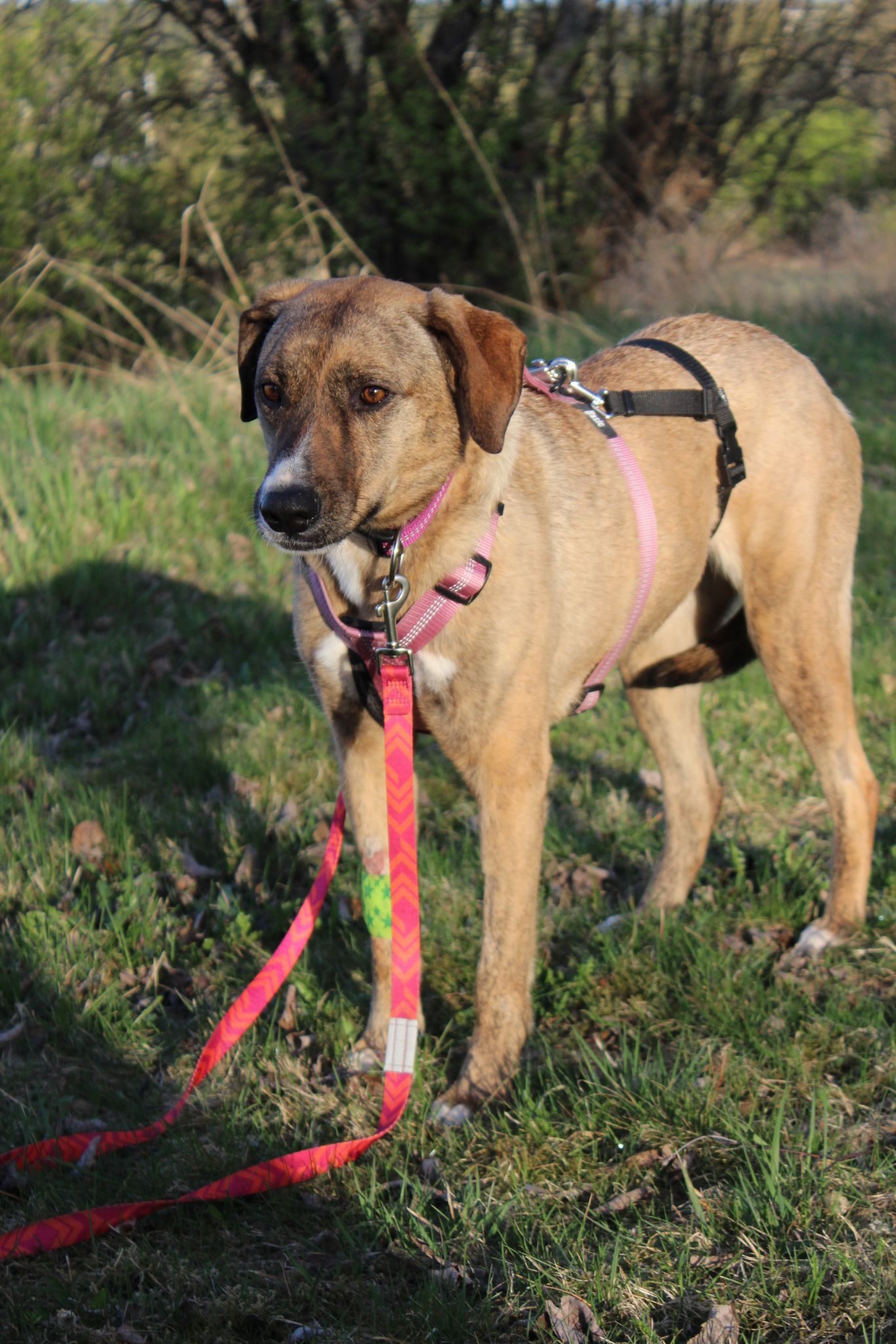 Trixie (Suomessa)
