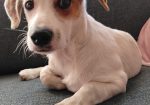 Milo (Suomessa)