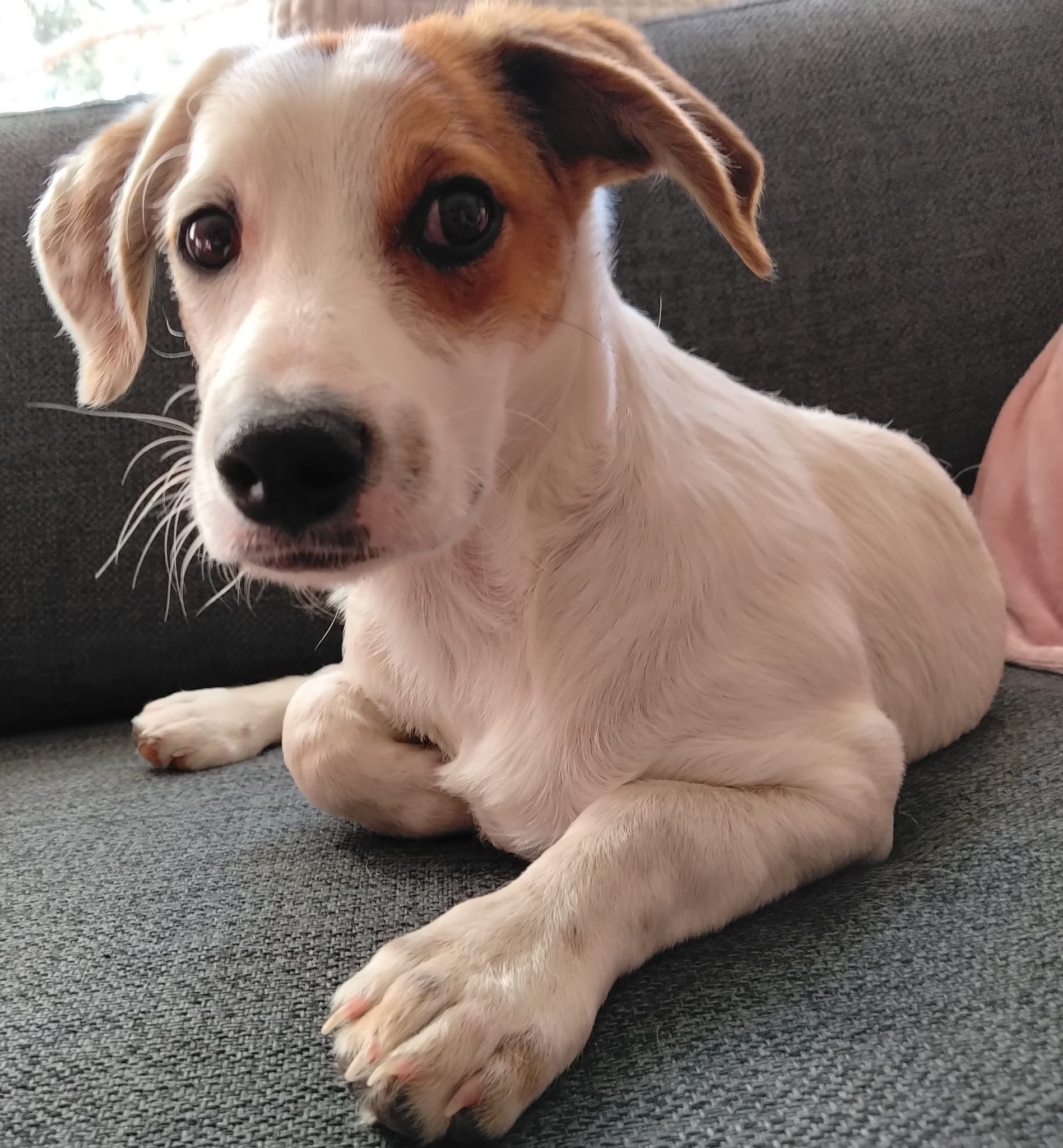 Milo (Suomessa)