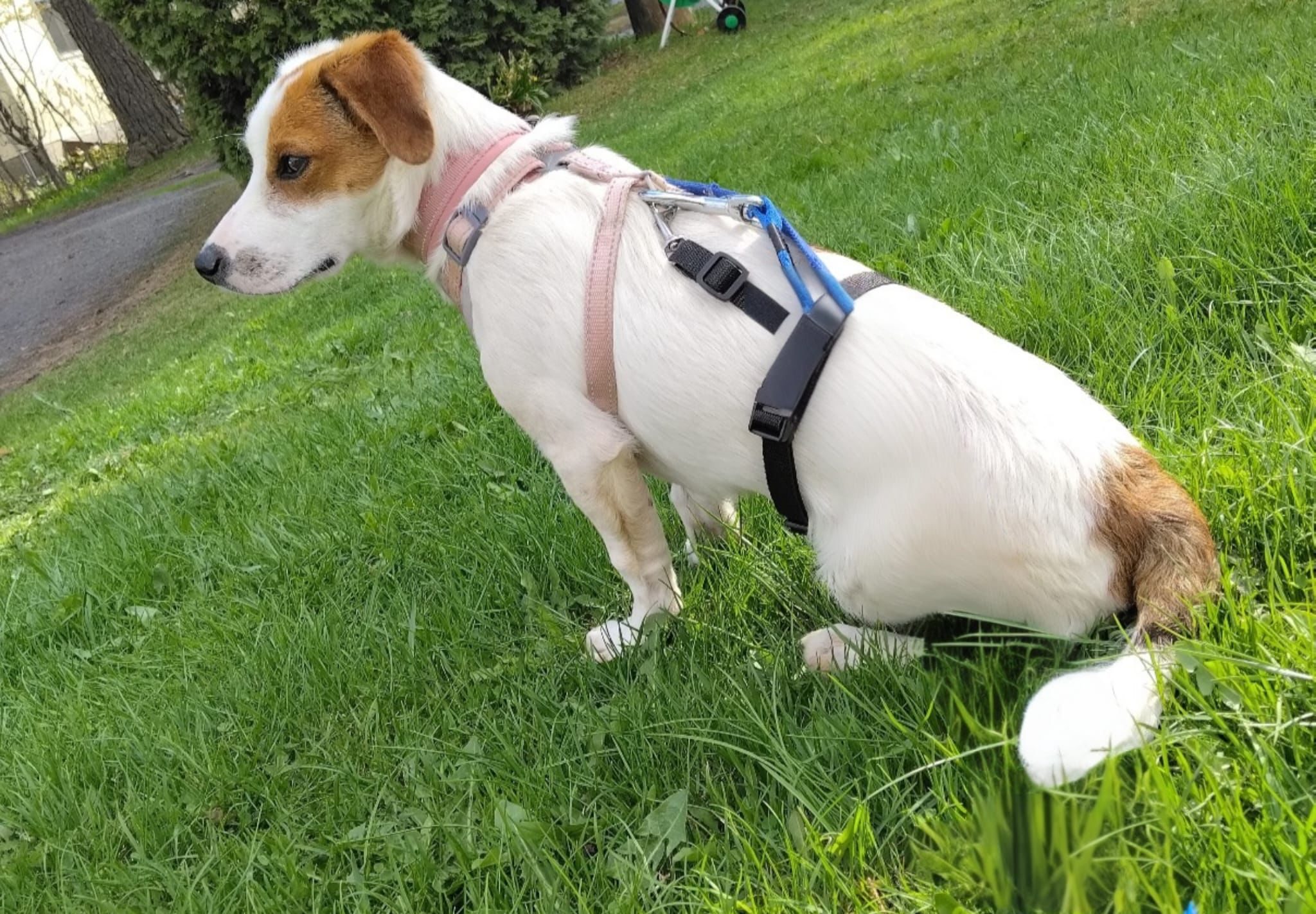 Milo (Suomessa)