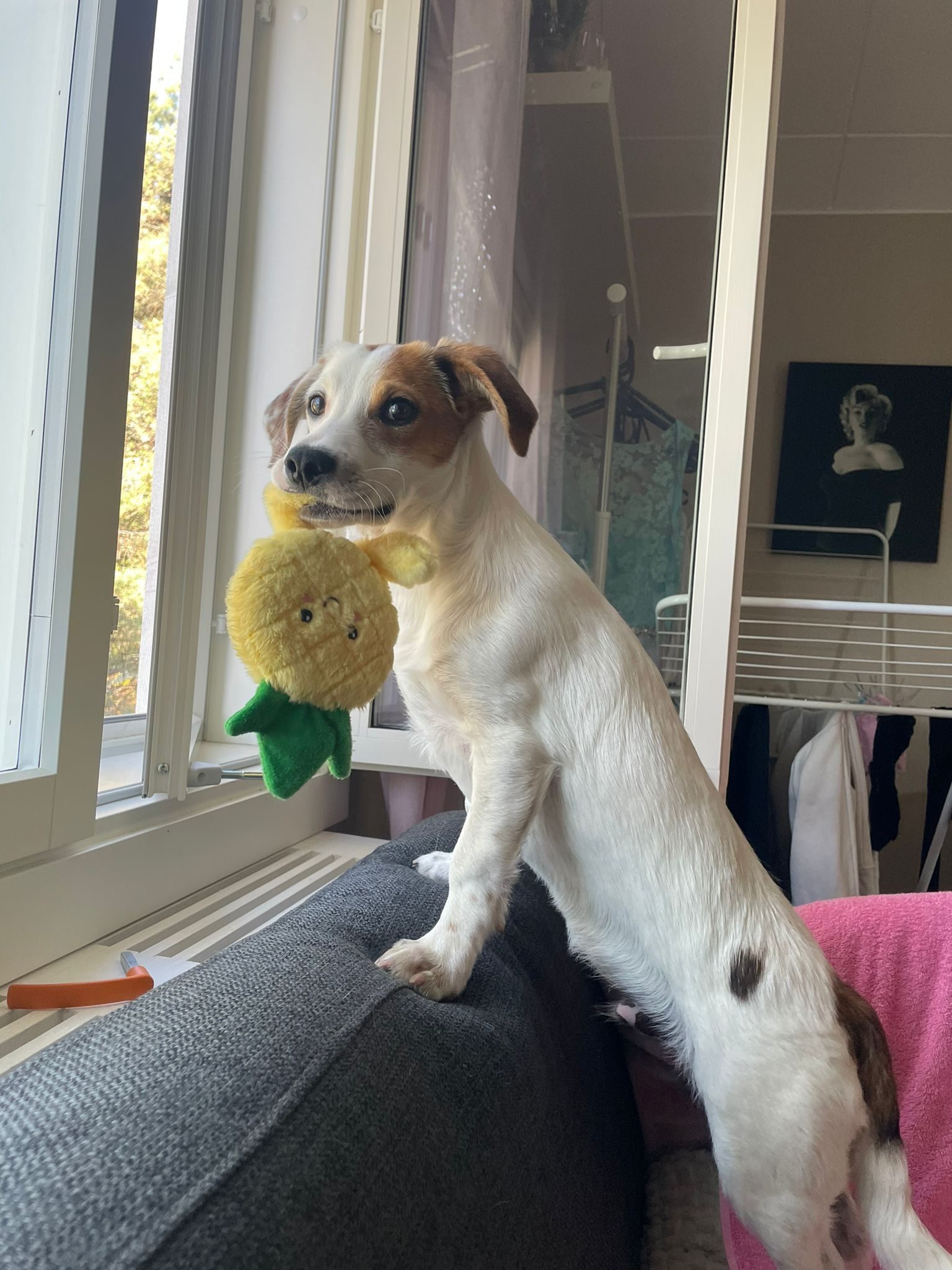 Milo (Suomessa)