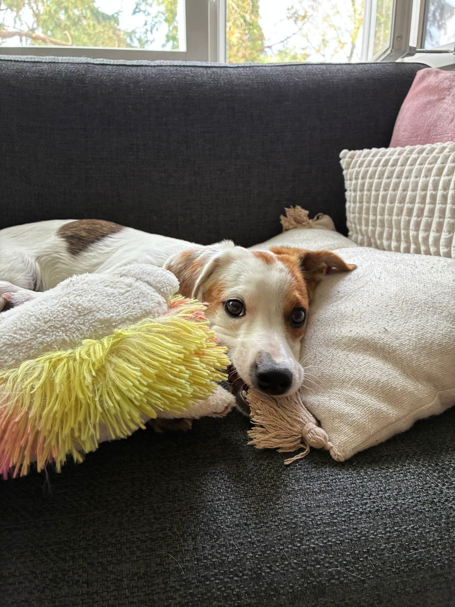 Milo (Suomessa)