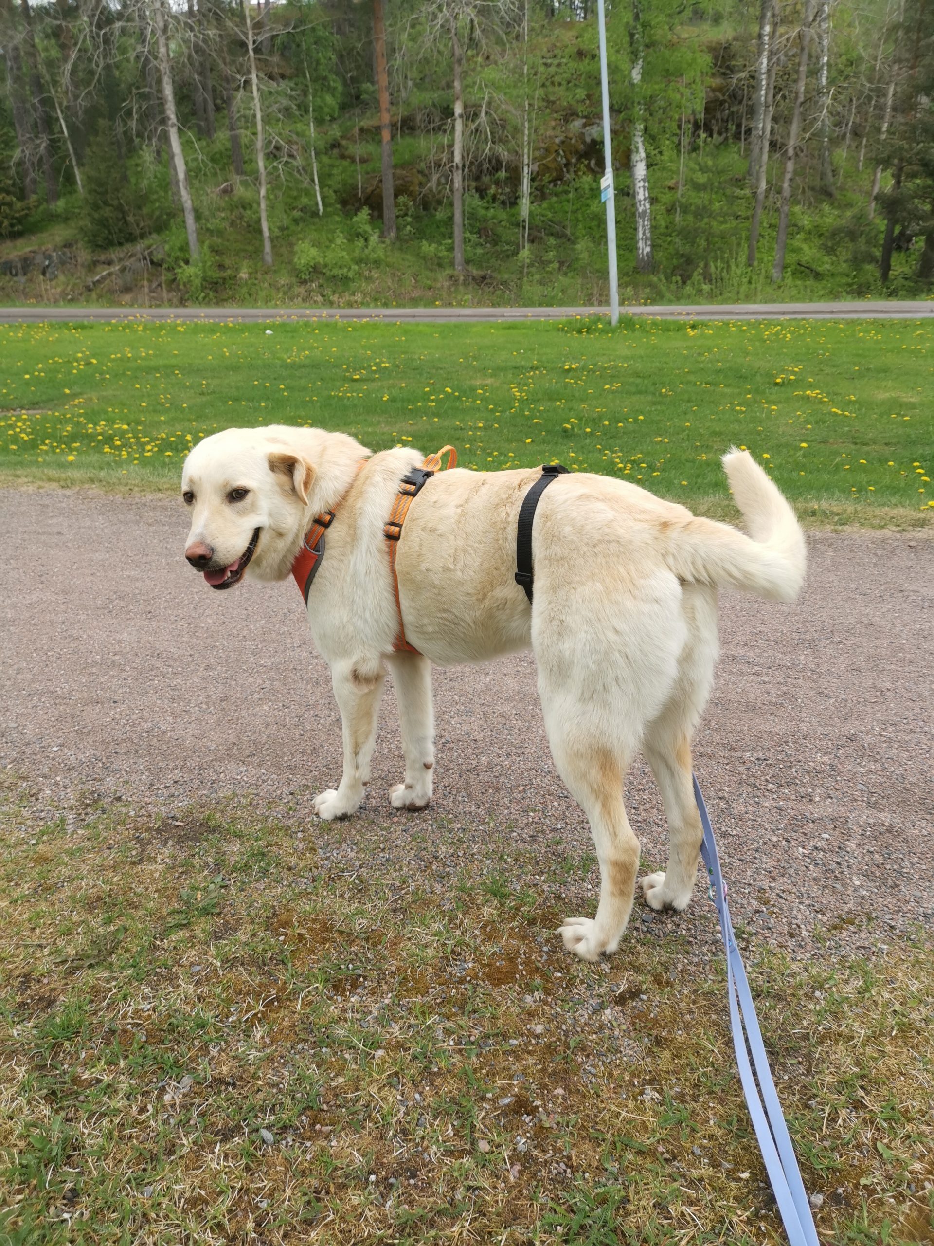 Noula ( Suomessa)