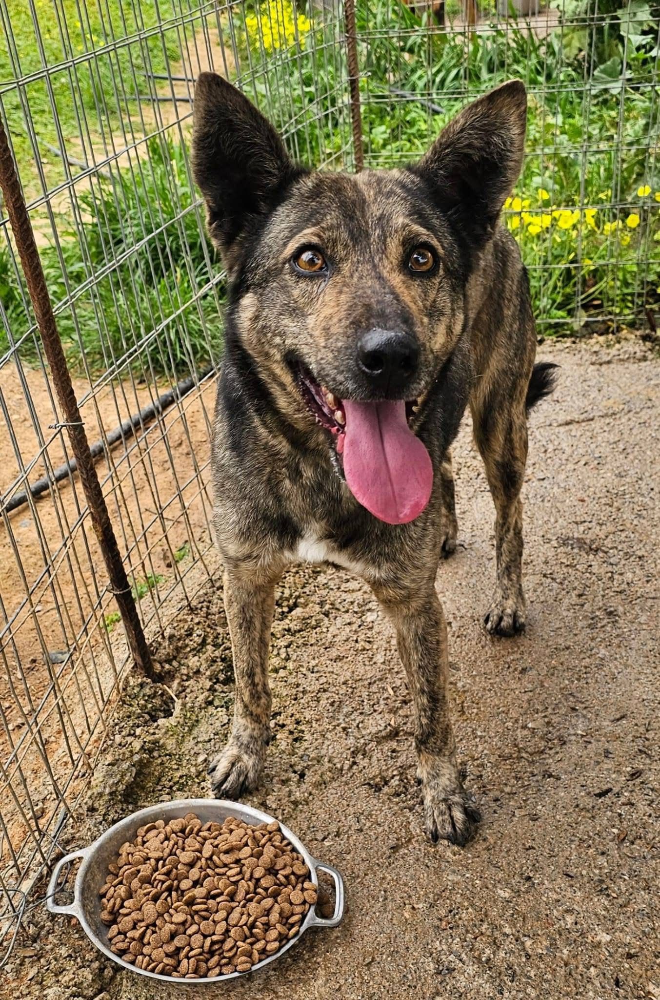 Mowgli2