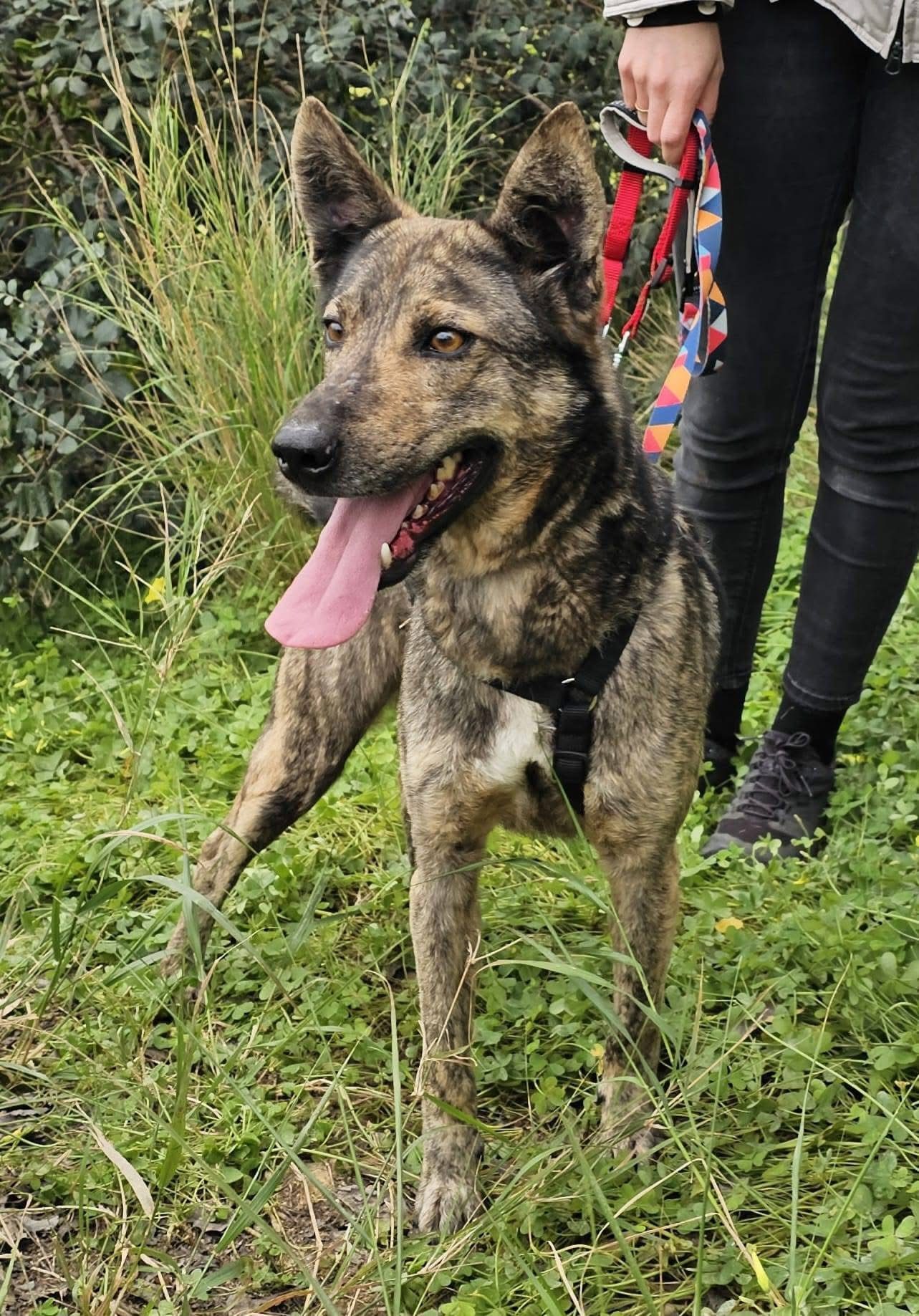 Mowgli2