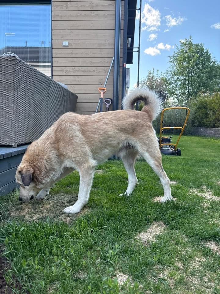 Bongo (Suomessa)