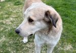 Bongo (Suomessa)