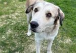 Bongo (Suomessa)
