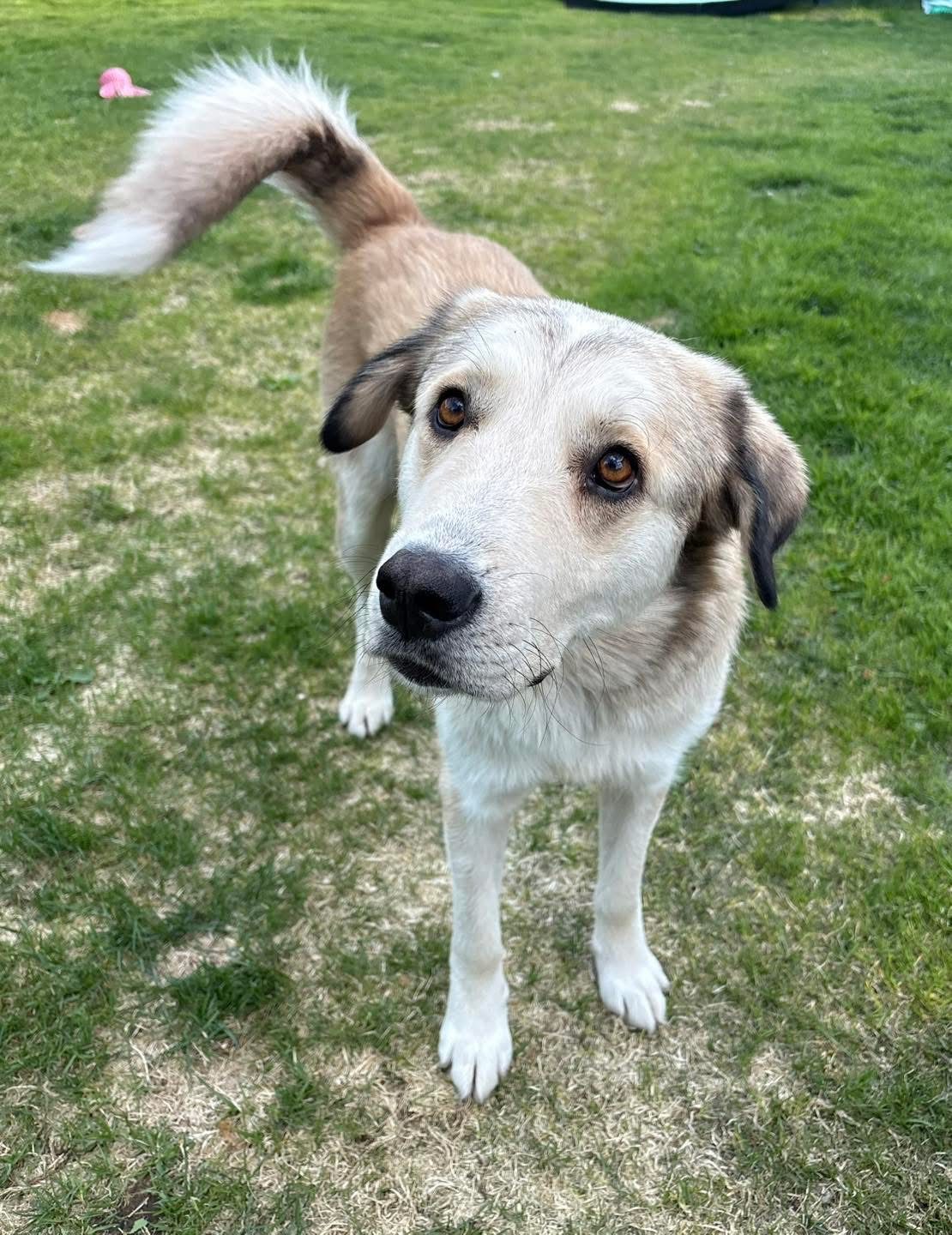 Bongo (Suomessa)