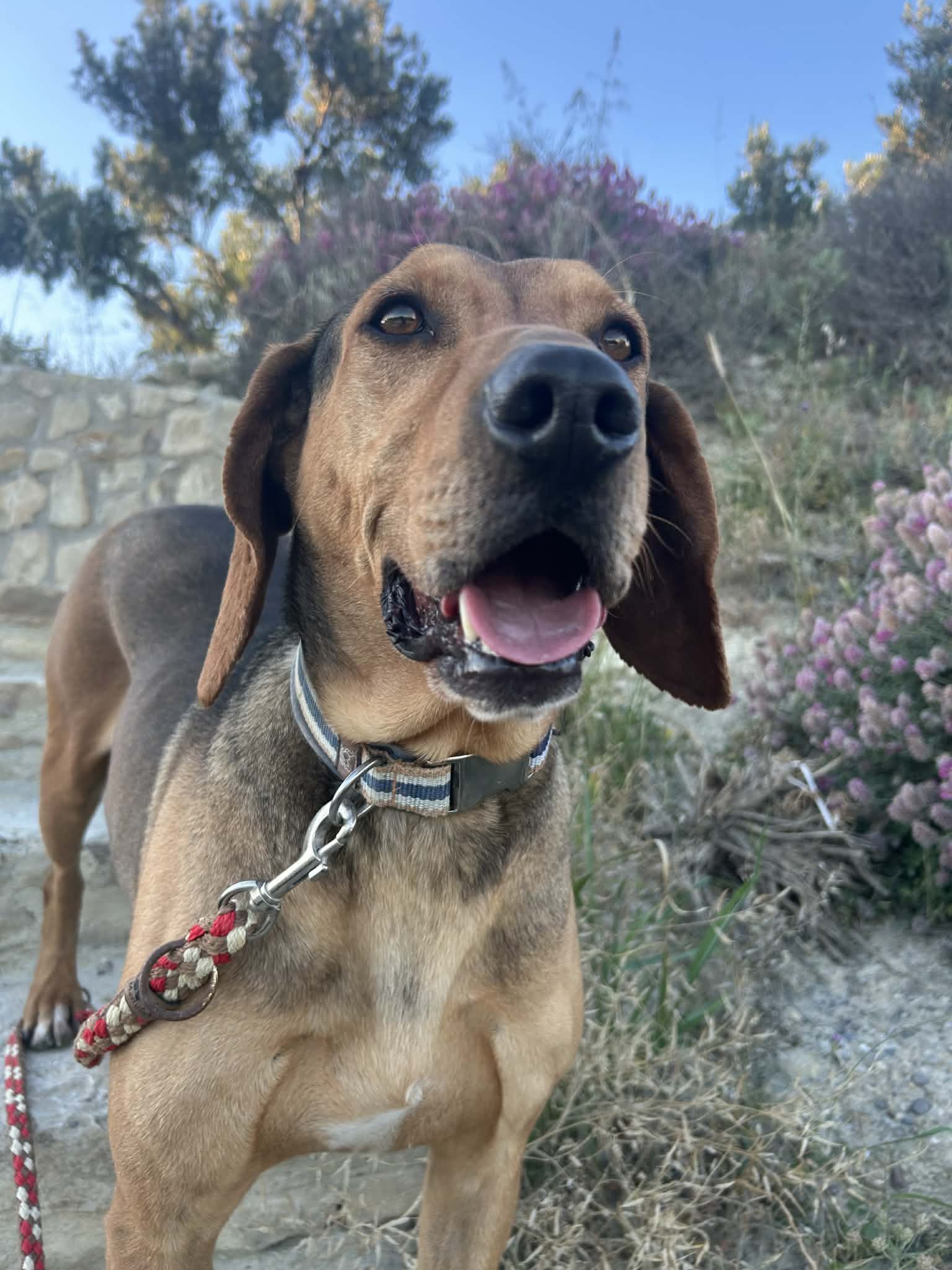 Gus