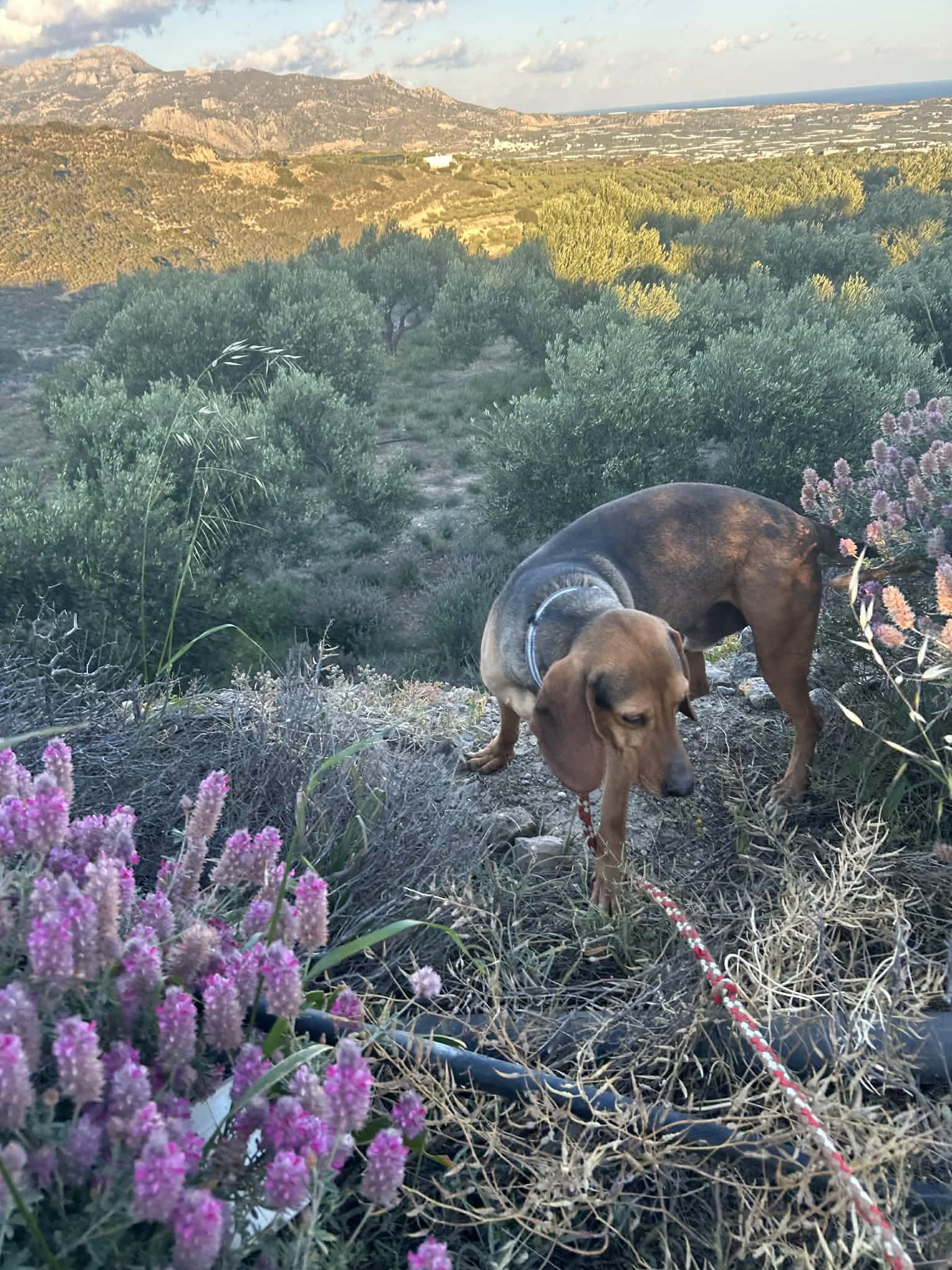 Gus