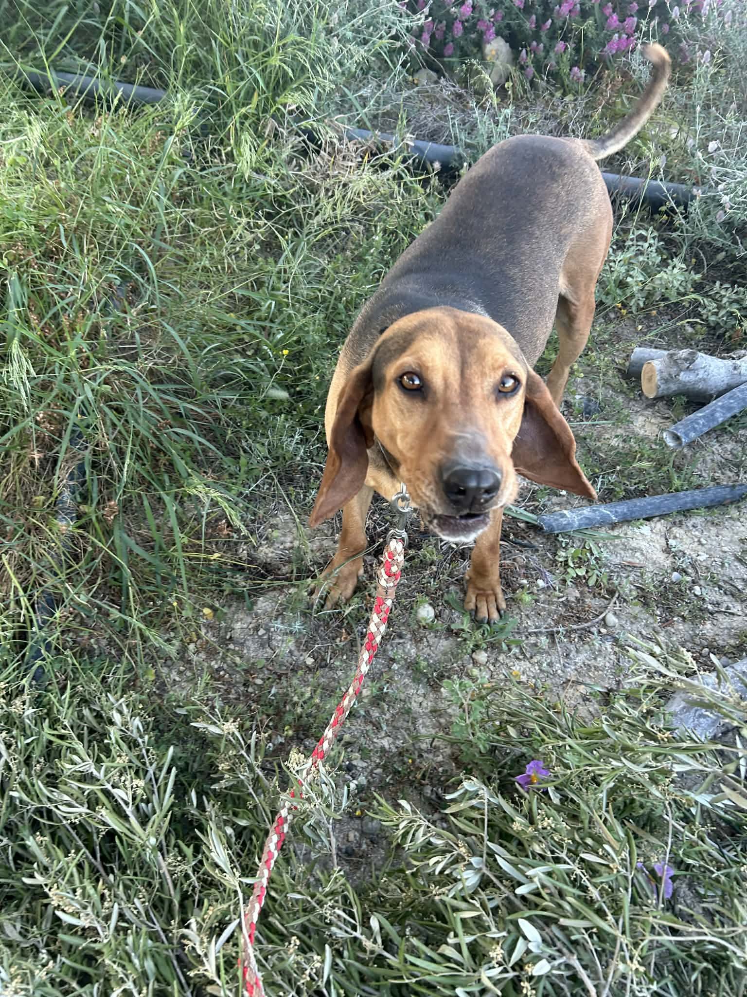 Gus
