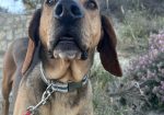 Gus